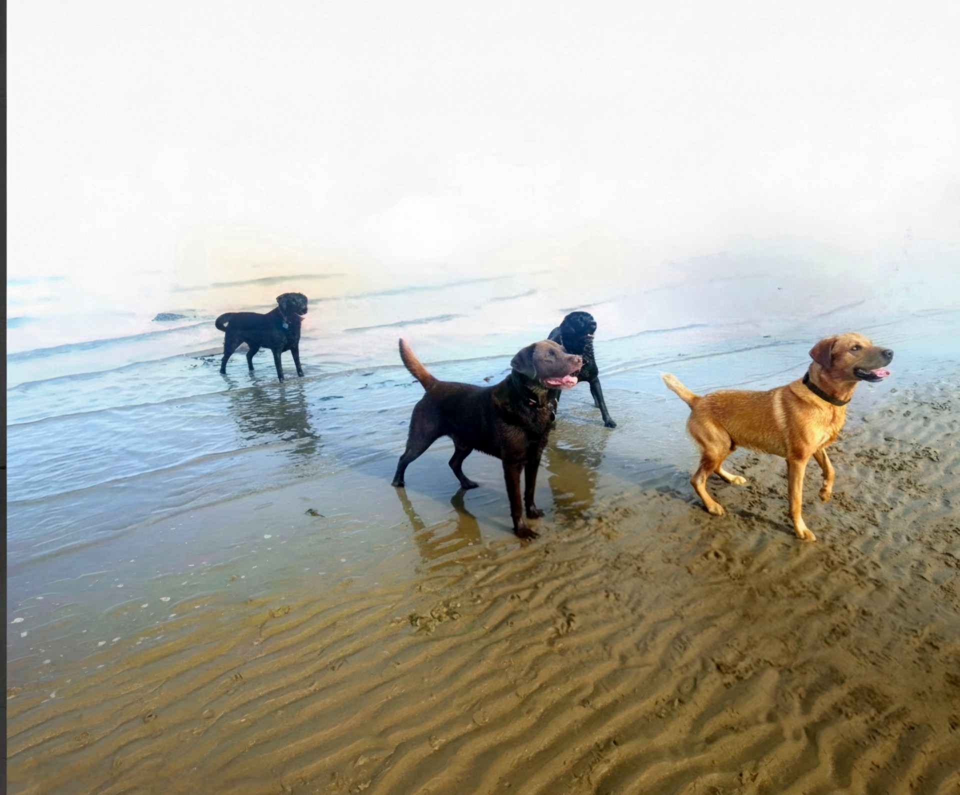 Four dogs play in shallow ocean water on a sandy beach under a cloudy sky.
